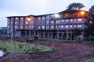 treetops